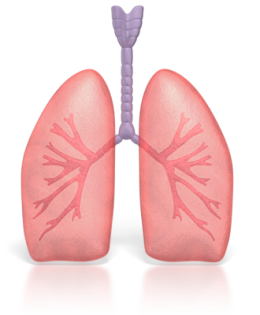 Spastische Bronchitis Spastische Bronchitis Symptome